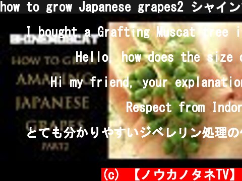 how to grow Japanese grapes2 シャインマスカットの育て方　ジベレリン処理1回目2回目編  (c) 【ノウカノタネTV】