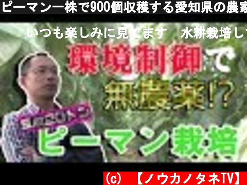 ピーマン一株で900個収穫する愛知県の農家を見てきた！天敵農薬と環境制御  (c) 【ノウカノタネTV】