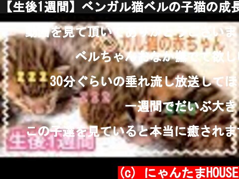 【生後1週間】ベンガル猫ベルの子猫の成長記録  (c) にゃんたまHOUSE