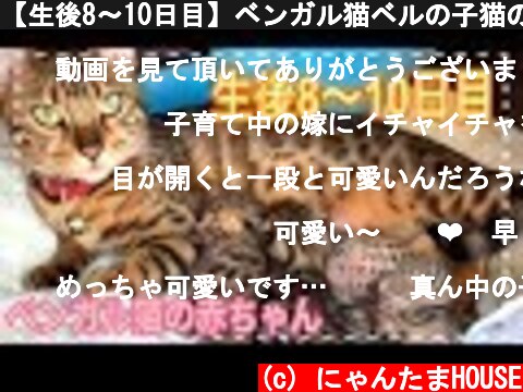 【生後8〜10日目】ベンガル猫ベルの子猫の成長記録  (c) にゃんたまHOUSE