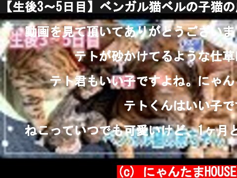 【生後3〜5日目】ベンガル猫ベルの子猫の成長記録  (c) にゃんたまHOUSE