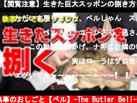 【閲覧注意】生きた巨大スッポンの捌き方を執事が解説！すっぽんの生き血やスッポン鍋の作り方まで無修正で公開  (c) 執事のおしごと【ベル】-The Butler Bell-