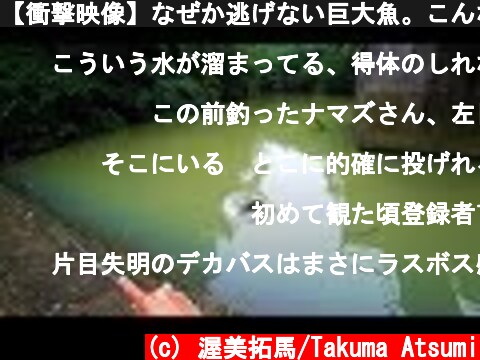 【衝撃映像】なぜか逃げない巨大魚。こんな釣れ方アリ？笑  (c) 渥美拓馬/Takuma Atsumi