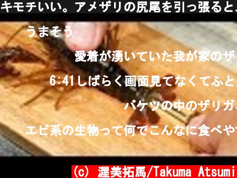 キモチいい。アメザリの尻尾を引っ張ると...。唐辛子とアメザリの伝統料理『マーラーシャオロンシア』を作る！！！  (c) 渥美拓馬/Takuma Atsumi