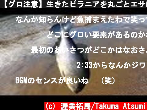 【グロ注意】生きたピラニアを丸ごとエサにすると・・・  (c) 渥美拓馬/Takuma Atsumi