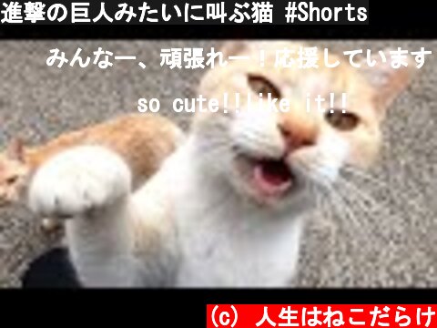 進撃の巨人みたいに叫ぶ猫 #Shorts  (c) 人生はねこだらけ