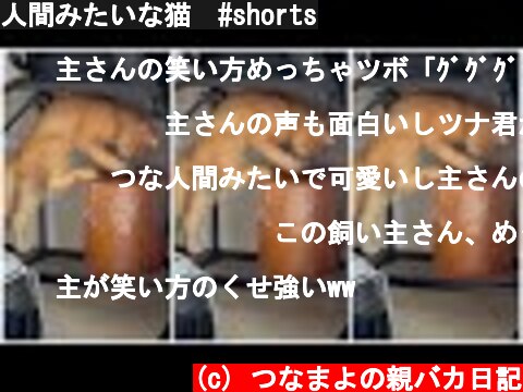 人間みたいな猫　#shorts  (c) つなまよの親バカ日記