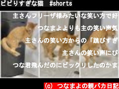 ビビりすぎな猫　#shorts  (c) つなまよの親バカ日記