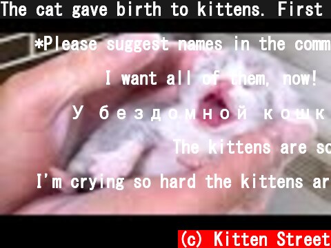 The cat gave birth to kittens. First day of a new life  (c) Kitten Street