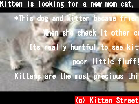 Kitten is looking for a new mom cat, but found a new mom dog  (c) Kitten Street