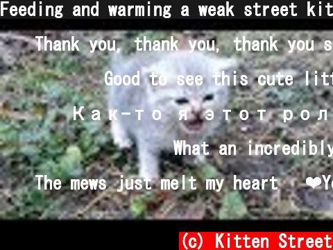 Feeding and warming a weak street kitten  (c) Kitten Street