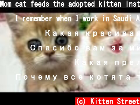 Mom cat feeds the adopted kitten instead of her own  (c) Kitten Street