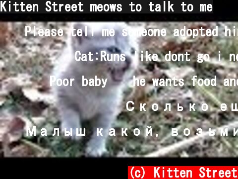 Kitten Street meows to talk to me  (c) Kitten Street