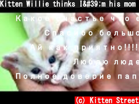 Kitten Willie thinks I'm his mom  (c) Kitten Street