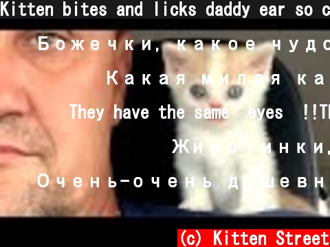 Kitten bites and licks daddy ear so cute  (c) Kitten Street