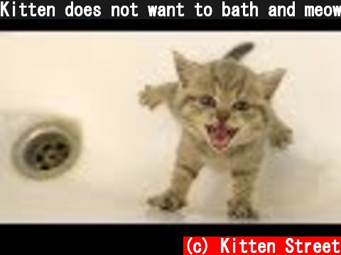 Kitten does not want to bath and meows loudly  (c) Kitten Street