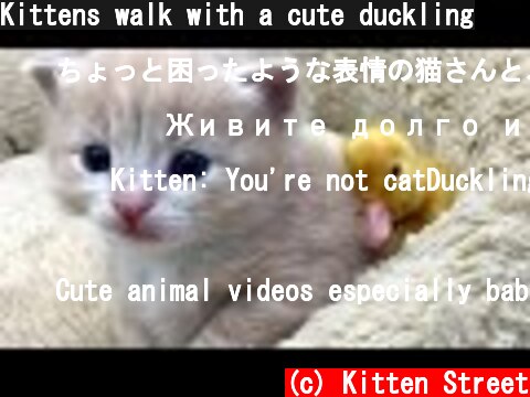 Kittens walk with a cute duckling  (c) Kitten Street