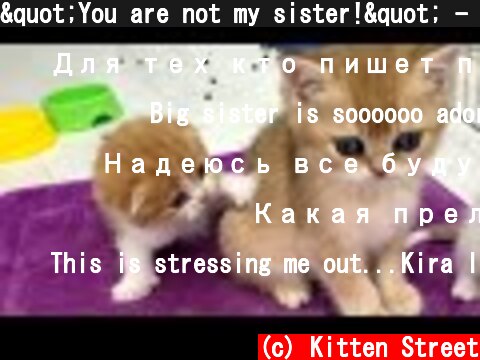 "You are not my sister!" - reaction of mom cat and her kittens to an adopted kitten  (c) Kitten Street