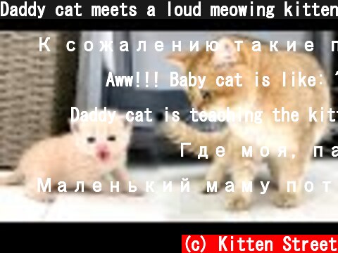 Daddy cat meets a loud meowing kitten  (c) Kitten Street
