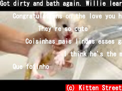 Got dirty and bath again. Willie learns to walk and run / Kitten Street  (c) Kitten Street