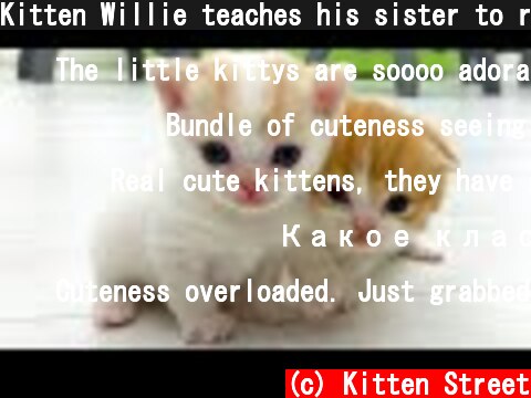 Kitten Willie teaches his sister to run  (c) Kitten Street