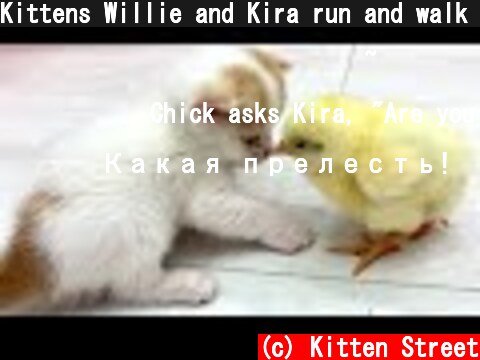 Kittens Willie and Kira run and walk with a tiny chicken  (c) Kitten Street