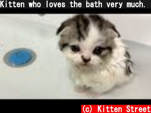 Kitten who loves the bath very much. Butuz and Willie are naughty and walk  (c) Kitten Street