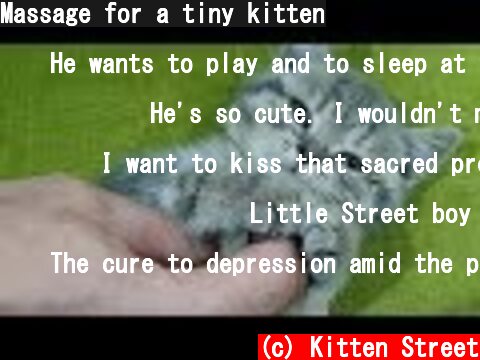 Massage for a tiny kitten  (c) Kitten Street