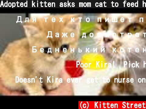Adopted kitten asks mom cat to feed her. Reaction of cat  (c) Kitten Street