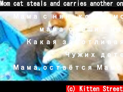Mom cat steals and carries another one loud meow kitten  (c) Kitten Street