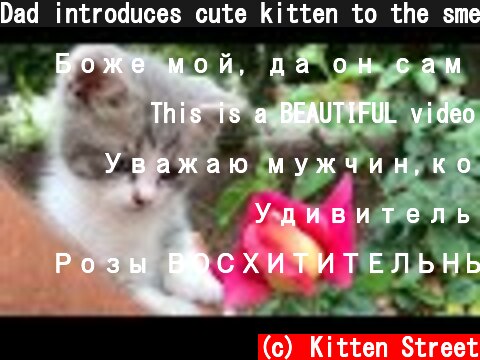 Dad introduces cute kitten to the smell of roses but unexpectedly mom cat came  (c) Kitten Street