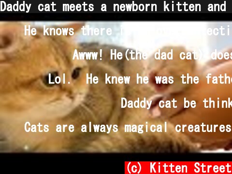 Daddy cat meets a newborn kitten and turns away from him  (c) Kitten Street