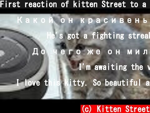 First reaction of kitten Street to a robot vacuum cleaner  (c) Kitten Street