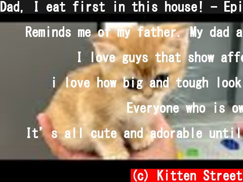 Dad, I eat first in this house! - Epic fail with kitten Kira #shorts  (c) Kitten Street