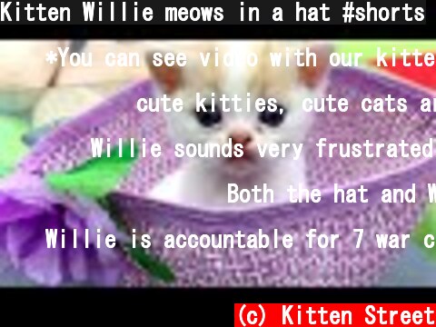 Kitten Willie meows in a hat #shorts  (c) Kitten Street