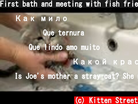 First bath and meeting with fish friends / Kitten Street  (c) Kitten Street