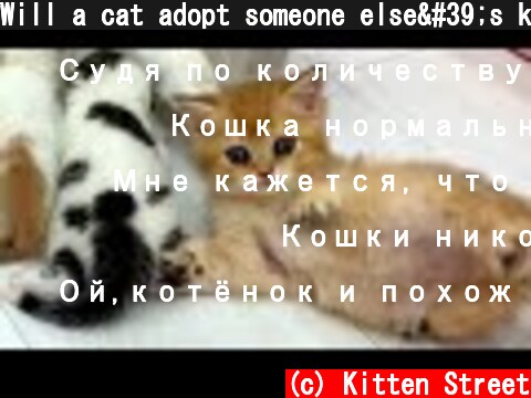 Will a cat adopt someone else's kitten?  (c) Kitten Street
