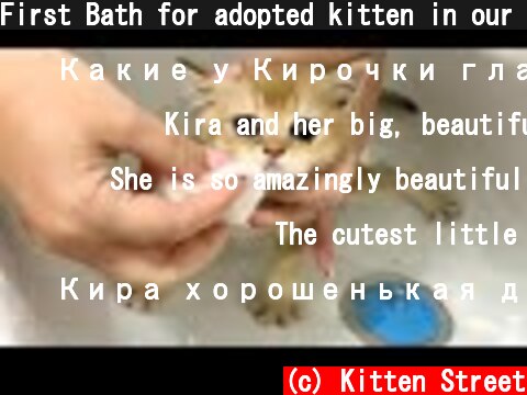 First Bath for adopted kitten in our house and her life with a new mom cat  (c) Kitten Street