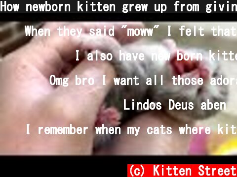 How newborn kitten grew up from giving birth to first bath  (c) Kitten Street