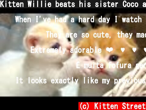 Kitten Willie beats his sister Coco and tries to get out of the basket meowing loudly  (c) Kitten Street