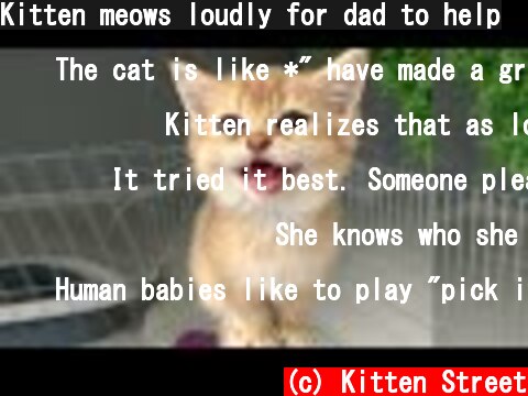 Kitten meows loudly for dad to help  (c) Kitten Street