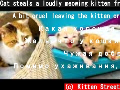 Cat steals a loudly meowing kitten from mom cat  (c) Kitten Street
