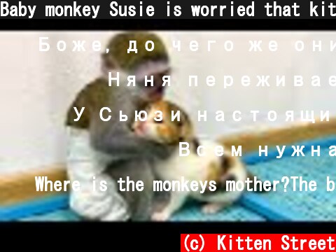 Baby monkey Susie is worried that kitten will be lost without mom cat  (c) Kitten Street