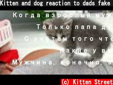 Kitten and dog reaction to dads fake death  (c) Kitten Street
