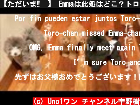 【ただいま‼️】 Emmaは此処はどこ？トロは喜んでる！バロンは誰？誰？状態  #宇野昌磨#フィギュアスケート#トイプードル生活#宇野樹#Uno1ワンチャンネル  (c) Uno1ワン チャンネル宇野樹