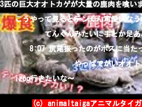 3匹の巨大オオトカゲが大量の鹿肉を喰いまくる!!!【iZoo.４】  (c) animaltaigaアニマルタイガ