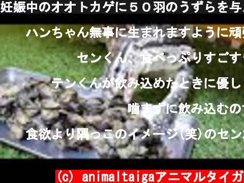 妊娠中のオオトカゲに５０羽のうずらを与えてみた結果・・・  (c) animaltaigaアニマルタイガ