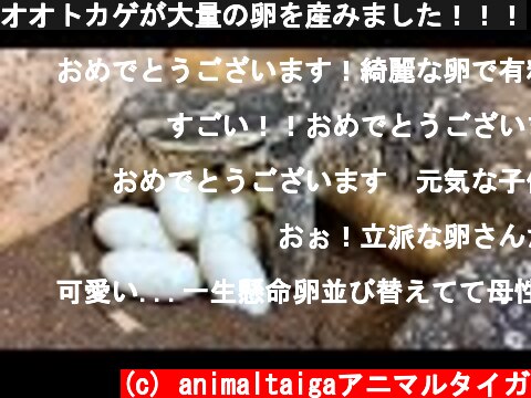 オオトカゲが大量の卵を産みました！！！  (c) animaltaigaアニマルタイガ
