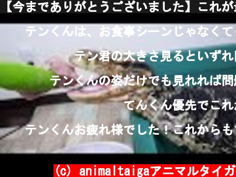 【今までありがとうございました】これが最後のテン君お食事動画です  (c) animaltaigaアニマルタイガ