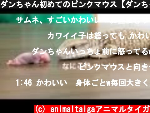 ダンちゃん初めてのピンクマウス【ダンちゃん成長日記#5】  (c) animaltaigaアニマルタイガ